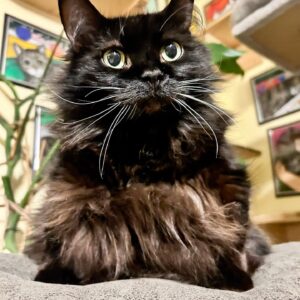 645748054_18093774002513818_5287126158651550042_n Meemers sitting with her fluffy black fur, bright eyes, and long white whiskers.