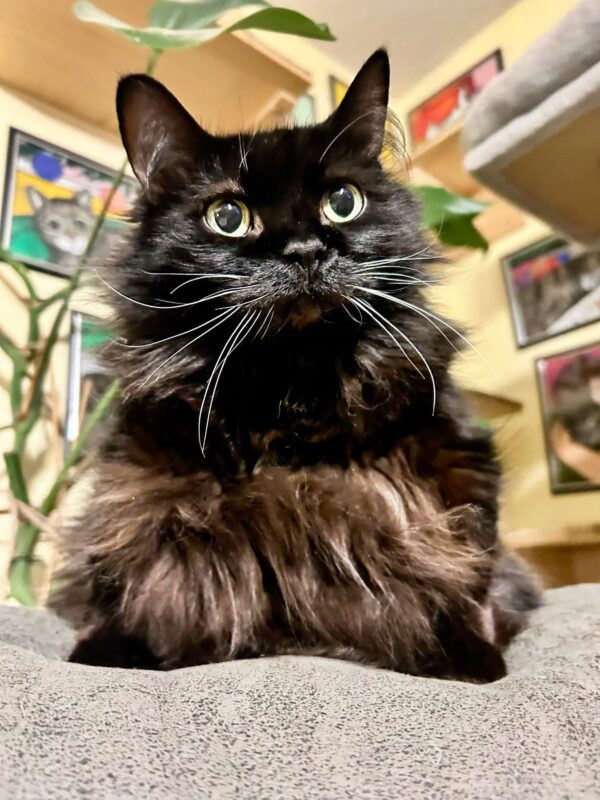 Meemers sitting with her fluffy black fur, bright eyes, and long white whiskers.