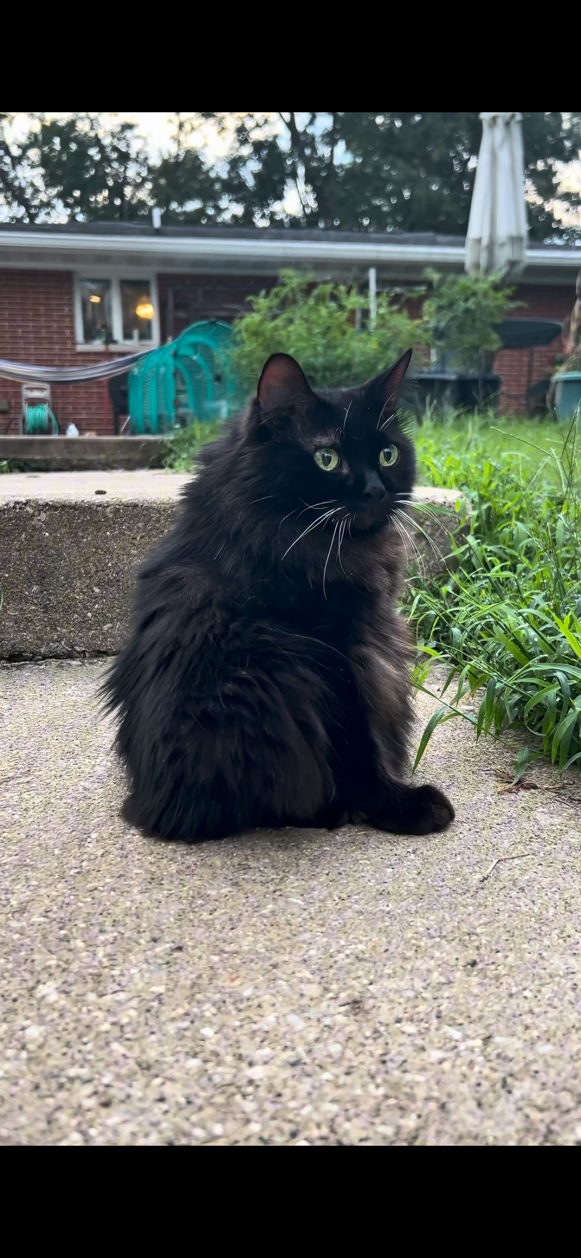 Meemers sitting on a garden path, looking back with bright green eyes and long white whiskers.